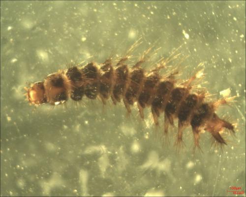 Drilus flavescens