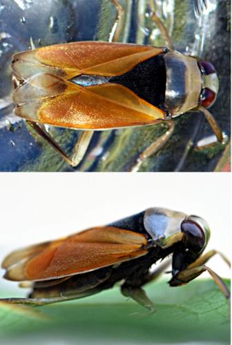 Notonecta meridionalis