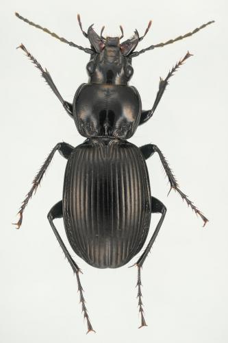Pterostichus gallega