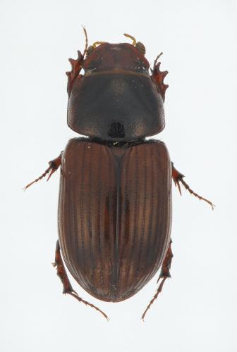 Réf. 130 639 : Bodilus lugens