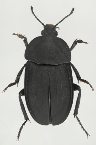 Réf. 130 911 : Silpha obscura