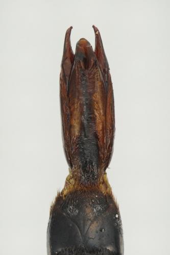 Réf. 130 972 : Silpha obscura