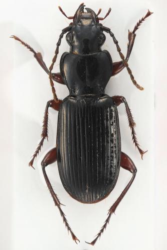 Pterostichus macer