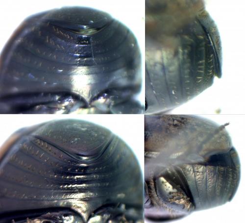 Onthophagus medius
