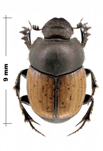Onthophagus coenobita