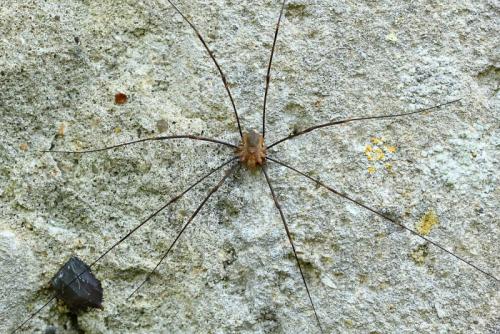 Réf. 130 927 : Opilio canestrinii
