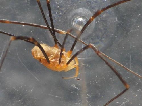 Réf. 130 690 : Opilio canestrinii