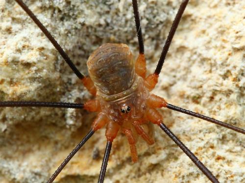 Réf. 130 928 : Opilio canestrinii