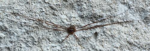 Réf. 130 929 : Dicranopalpus ramosus