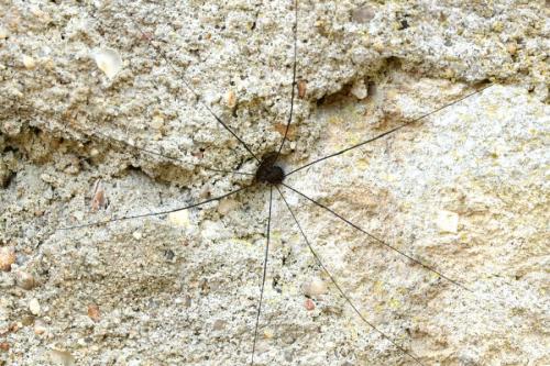 Leiobunum sp-a