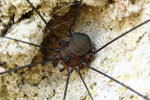 Réf. 130 931 : Leiobunum sp-a