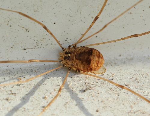 Réf. 130 932 : Leiobunum blackwallii