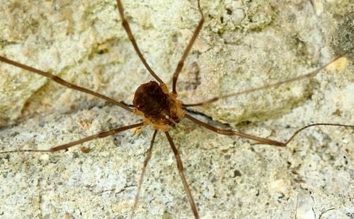 Réf. 130 944 : Nelima doriae