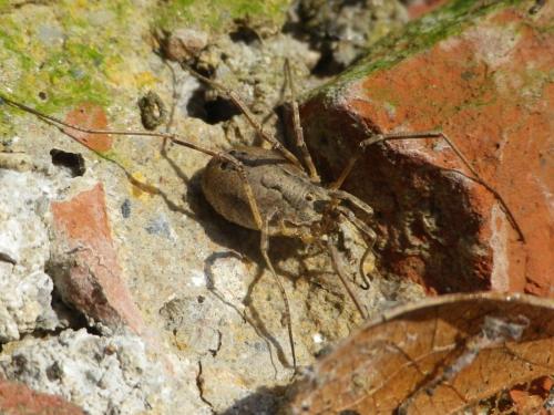 Odiellus spinosus