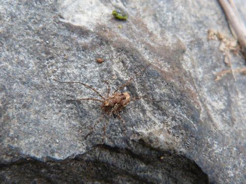 Réf. 130 903 : Platybunus sp.
