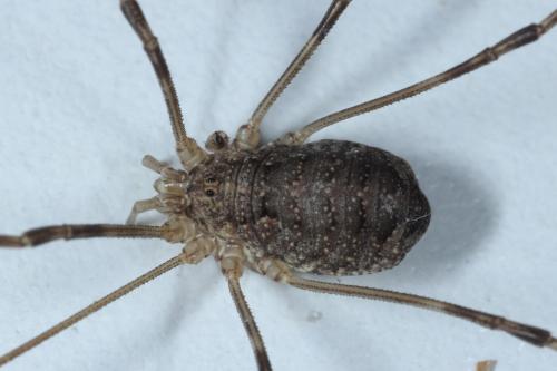 Réf. 130 438 : Opilio parietinus