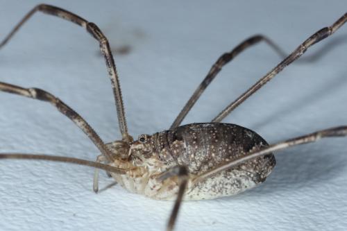 Réf. 130 439 : Opilio parietinus