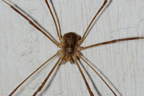 Réf. 130 014 : Opilio parietinus