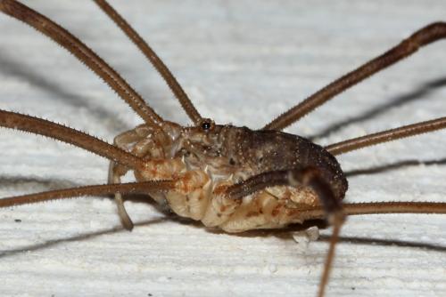 Réf. 130 015 : Opilio parietinus