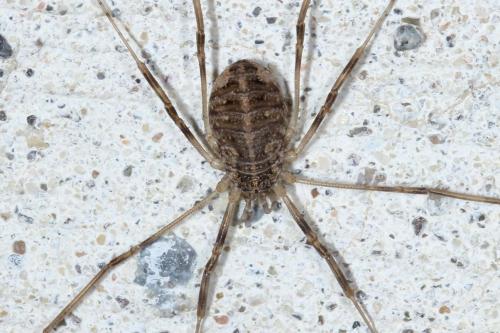 Réf. 130 458 : Opilio saxatilis