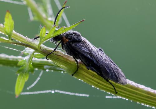 Dolerus haematodes