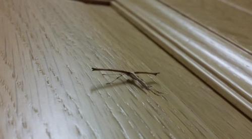 Réf. 130 974 : Emmelina monodactyla