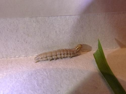 Réf. 130 918 : Apamea sp.
