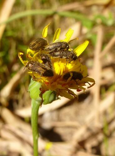 Réf. 130 723 : Acmaeoderella discoida