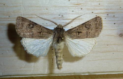 Agrotis bigramma