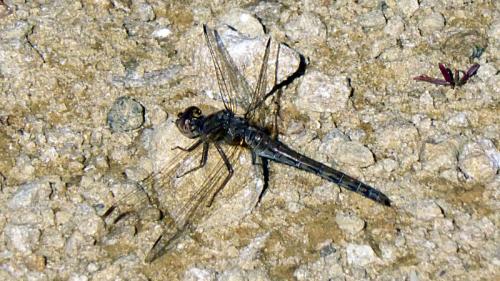 Réf. 130 073 : Sympetrum sp.