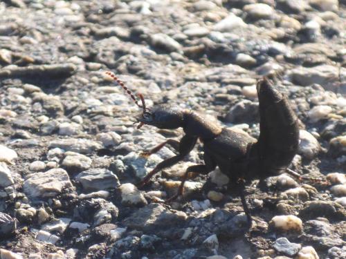 Ocypus sp.
