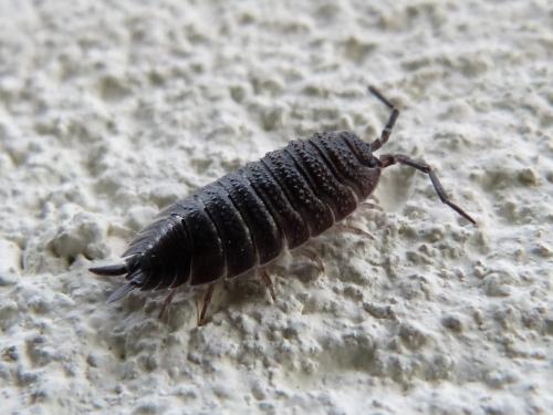 Porcellio scaber