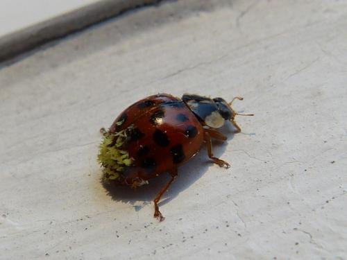 Harmonia axyridis