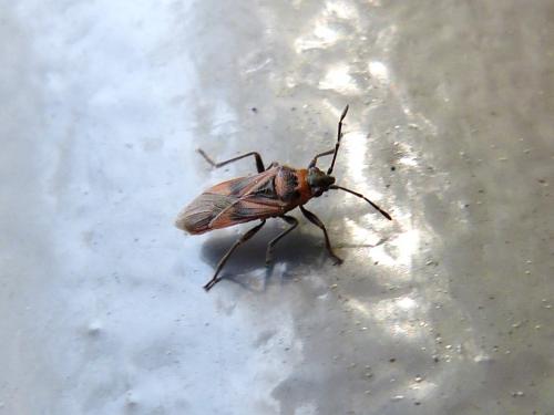 Arocatus sp.