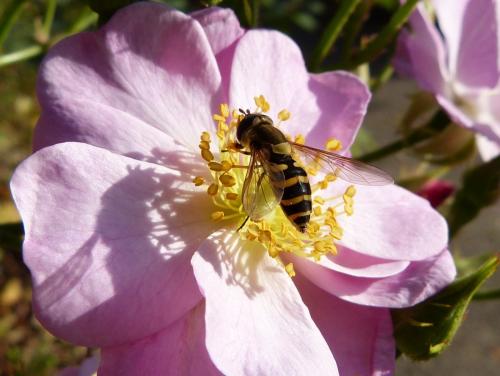 Syrphus sp.