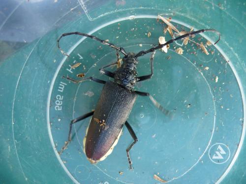 Cerambyx cerdo