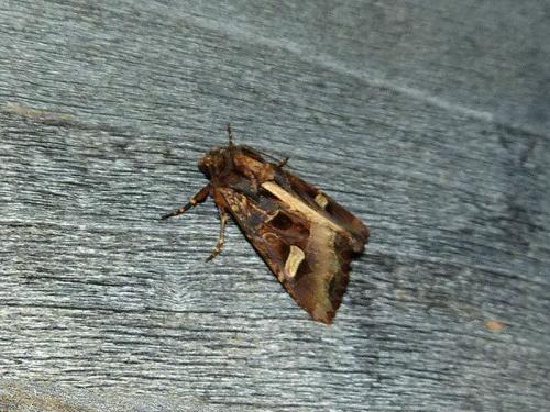 Réf. 130 053 : Trigonophora flammea