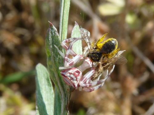 Réf. 130 126 : Thomisus onustus