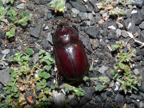 Oryctes nasicornis