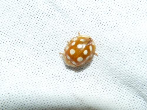Halyzia sedecimguttata