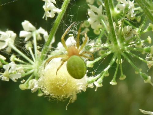 Araniella sp.