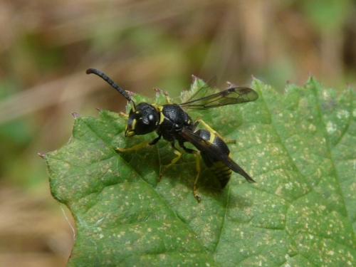Ancistrocerus sp.