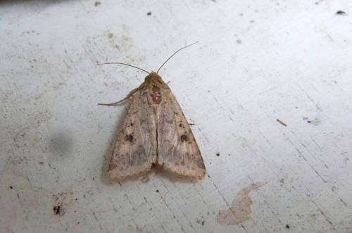 Helicoverpa armigera