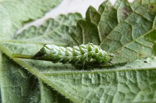 Abrostola sp.