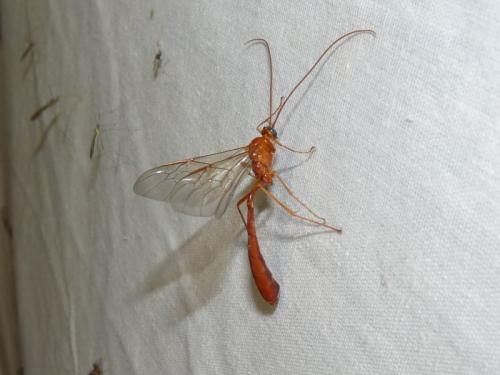 Réf. 130 218 : Enicospilus sp.