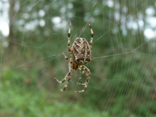 Réf. 130 880 : Araneus diadematus