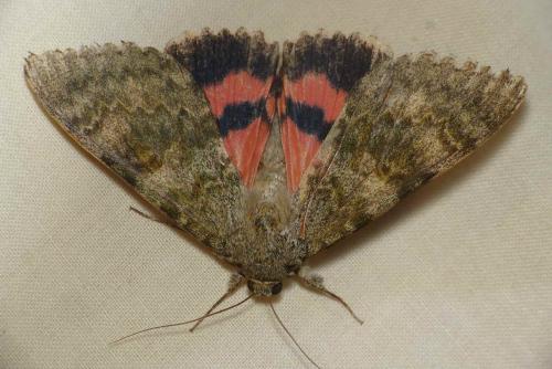 Réf. 130 736 : Catocala elocata