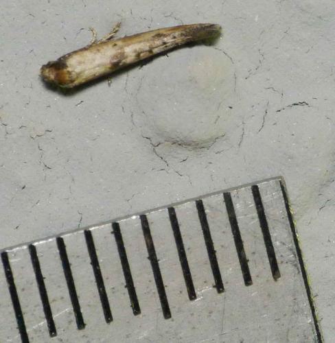 Epermenia sp.