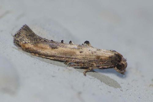 Réf. 130 746 : Epermenia sp.