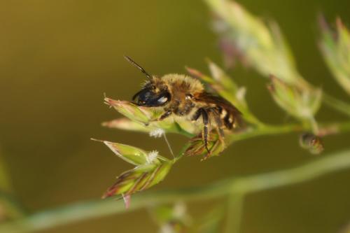 Réf. 130 056 : Colletes sp.